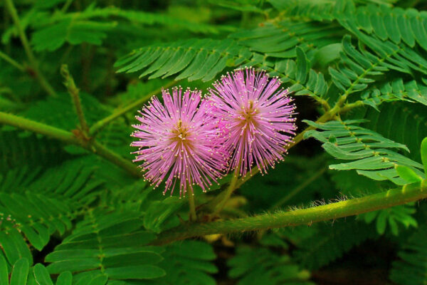 Mimosa-pudica-Sensitive-Plant4